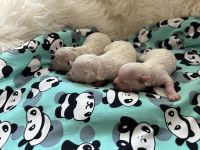 dziewczynki - 1 tydzień